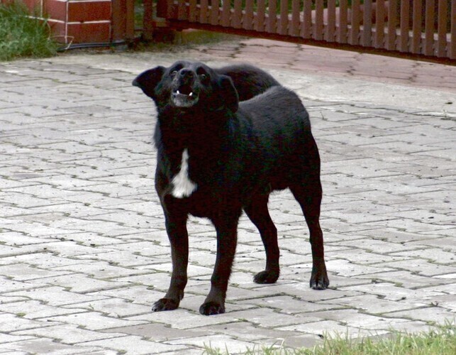 Zaadoptuj psa dostaniesz 800 zł