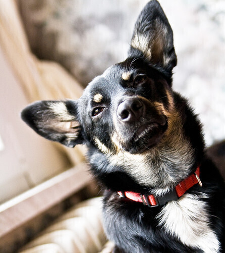 Nie zaszczepiłeś psa przeciw wściekliźnie Zapłacisz mandat