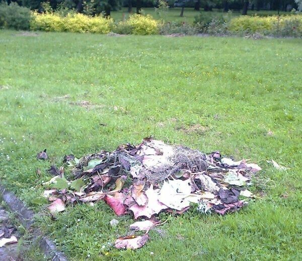 Sterty chwastów w parku miejskim