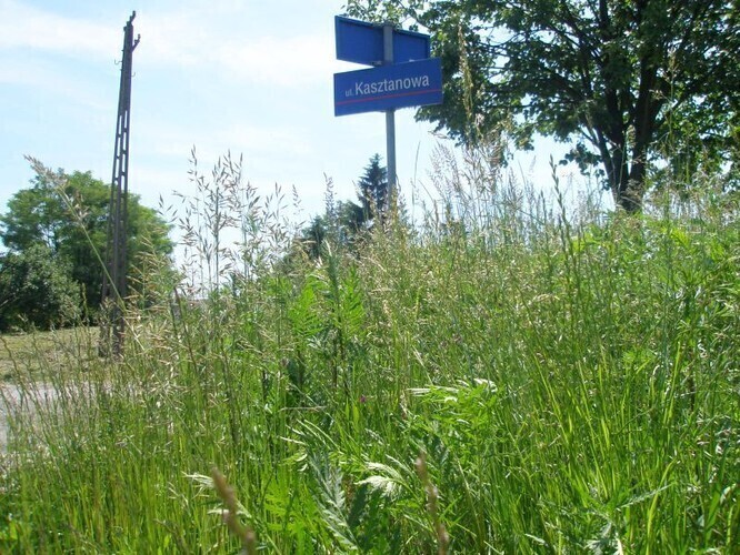 Piotrków zarośnięty