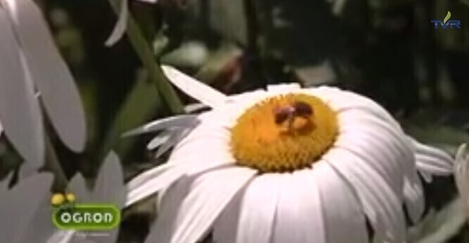 W jaki sposób zwabić pożyteczne owady do ogrodu