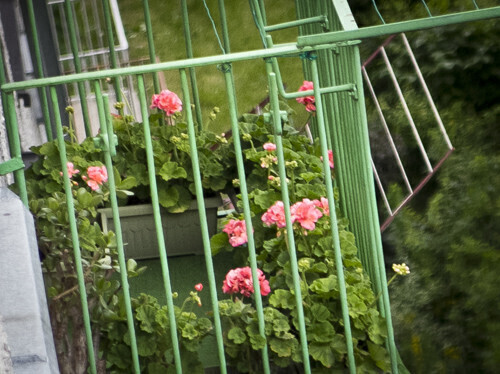 Konkurs na najładniej ukwiecony balkon