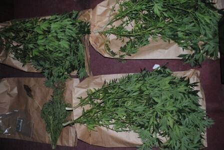 Prawie 05 kilograma marihuany ukryte w pomidorach