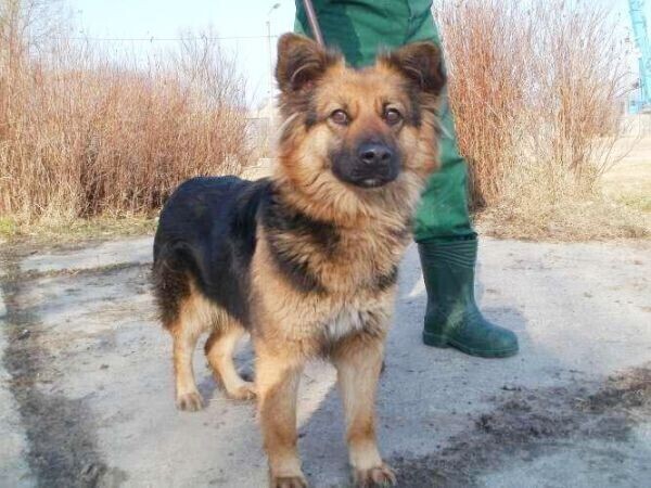 Gmina Sulejów zachęca do adopcji