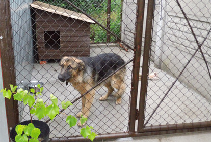 Zdjęcie 1: Kazali mu zdemontować kojec i budę dla psa 