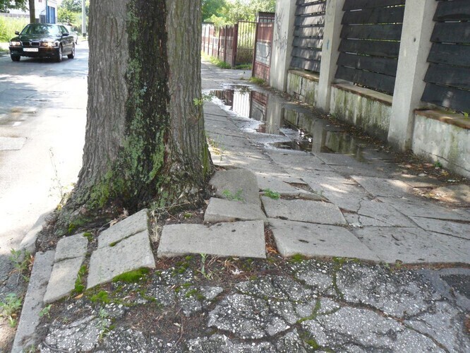 Drzewa rozsadzają chodnik