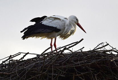 Ranny bocian trafił do Osady Leśnej w Kole