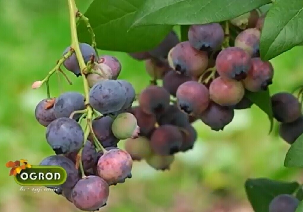 Zdjęcie 1: Ogród bez tajemnic: Jak pielęgnować krzewy borówki?