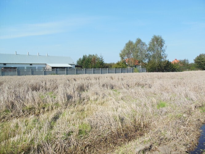 Nieudane żniwa w gminie Ręczno