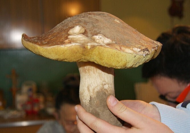 Dzieci nie powinny jeść grzybów