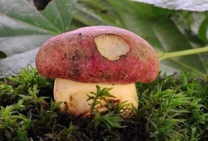 5000 zł grzywny za grzyba