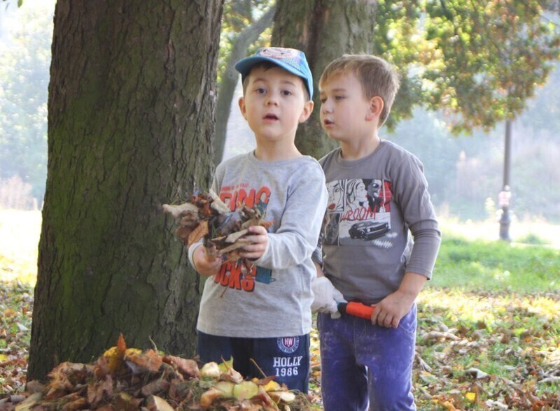 Zdjęcie 4: Przedszkolaki ratują kasztanowce