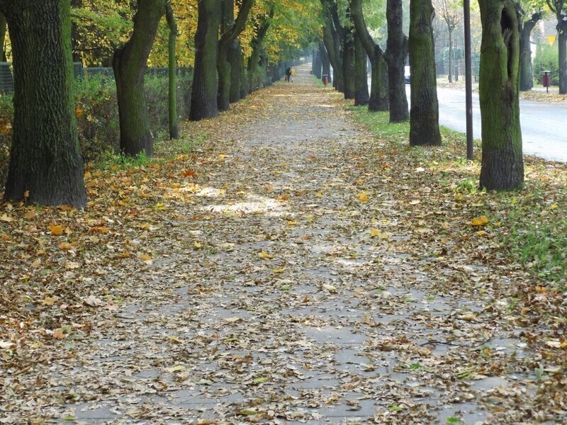 Zdjęcie 5: Czas zacząć Akcję Liść! 