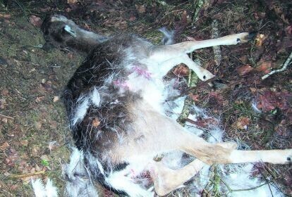 Kłusownicy plagą piotrkowskich lasów