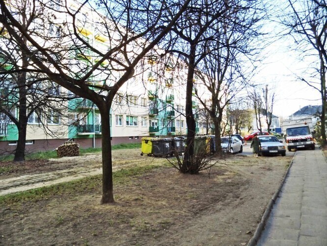 Drzewa znikają jedno po drugim