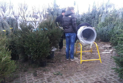 Piotrkowianie wolą żywe choinki