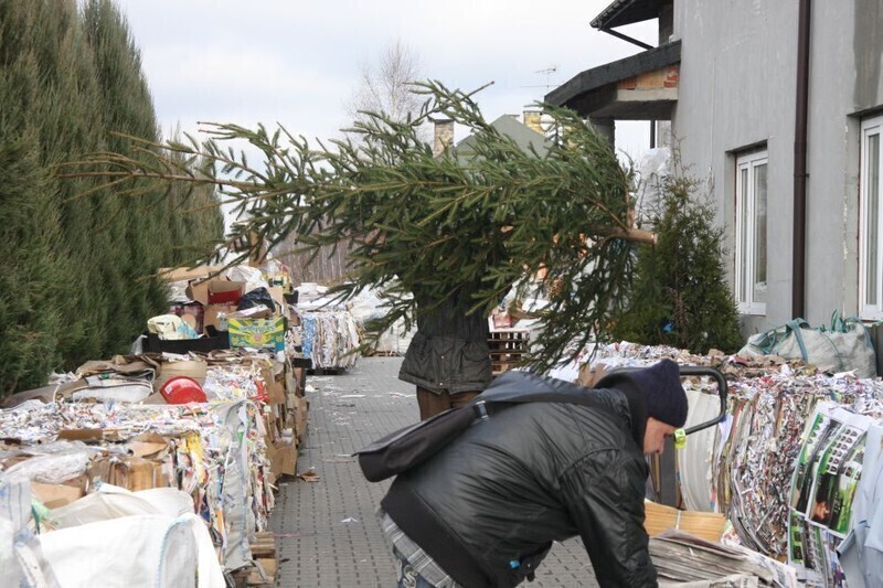 Zdjęcie 5: Oddasz 30 kg, dostaniesz choinkę