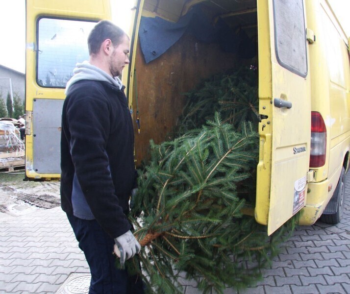 Zdjęcie 8: Oddasz 30 kg, dostaniesz choinkę