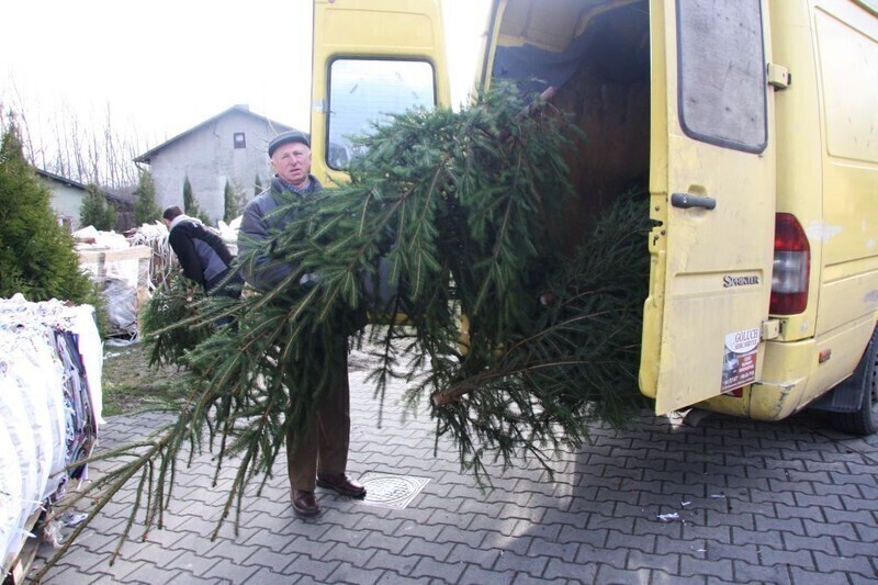 Zdjęcie 9: Oddasz 30 kg, dostaniesz choinkę