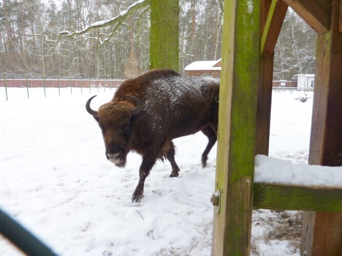 Likwidują stado żubrów w Smardzewicach