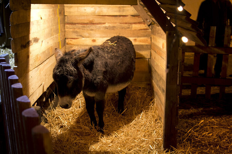 Zdjęcie 4: Żywa szopka przy klasztorze oo. Bernardynów