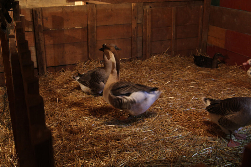 Zdjęcie 7: Żywa szopka przy klasztorze oo. Bernardynów