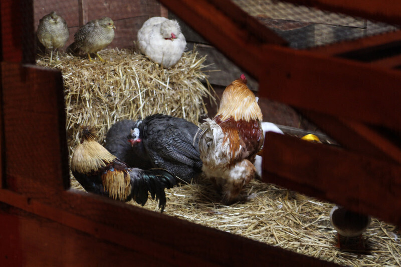 Zdjęcie 8: Żywa szopka przy klasztorze oo. Bernardynów