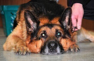 Świętując pamiętajmy o zwierzętach