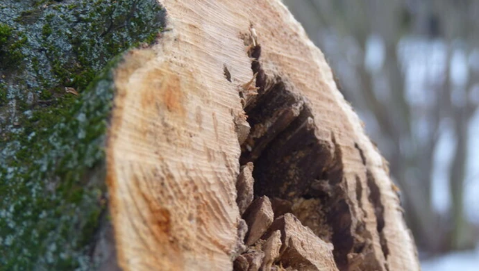 Radomsko: Spór o drzewa