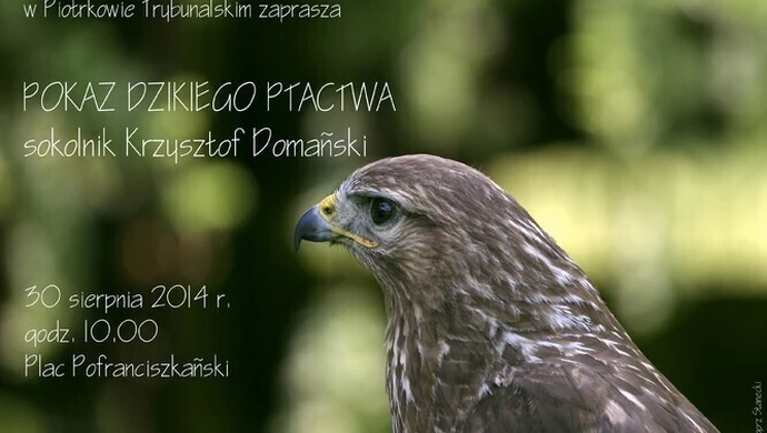 Pokaz dzikiego ptactwa na placu Pofranciszkańskim