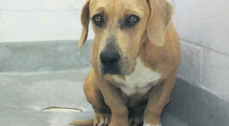 Gmina ma problem z bezpańskimi zwierzętami