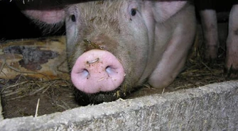 Ukradli świnię, trafili do policyjnego aresztu