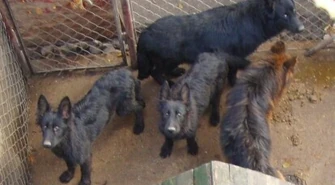 Odpowie za znęcanie się nad zwierzętami