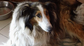 150 tysięcy na bezdomne zwierzęta