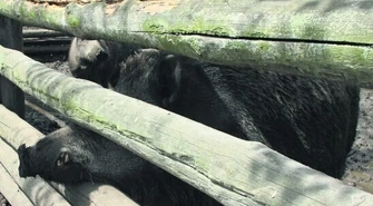 Mają problem z dzikimi zwierzętami