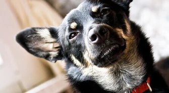 Nie zaszczepiłeś psa przeciw wściekliźnie? Zapłacisz mandat