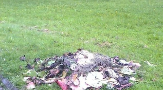 Sterty chwastów w parku miejskim