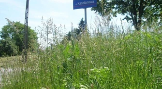 Piotrków zarośnięty