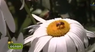 W jaki sposób zwabić pożyteczne owady do ogrodu