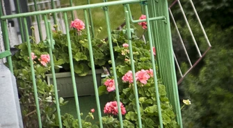Konkurs na najładniej ukwiecony balkon!