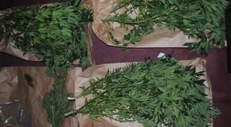 Prawie 0,5 kilograma marihuany ukryte w pomidorach