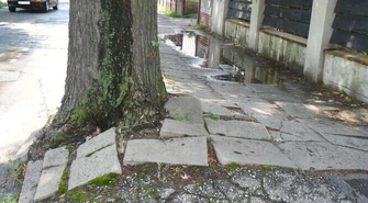 Drzewa rozsadzają chodnik