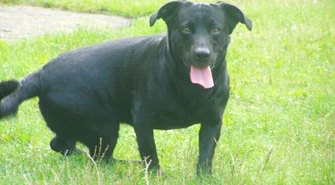 Kto chce spuścić psy ze smyczy?