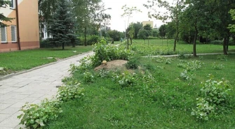 Co zostaje po topoli?