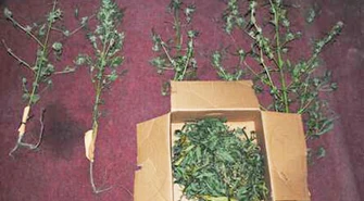 Narkotyki w centrum Piotrkowa, zatrzymany 41-latek