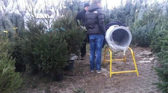 Piotrkowianie wolą żywe choinki?