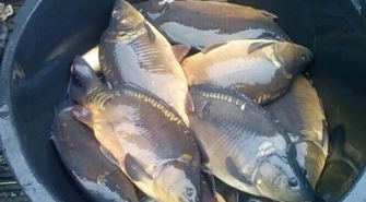 Dziś rusza akcja „Karp”