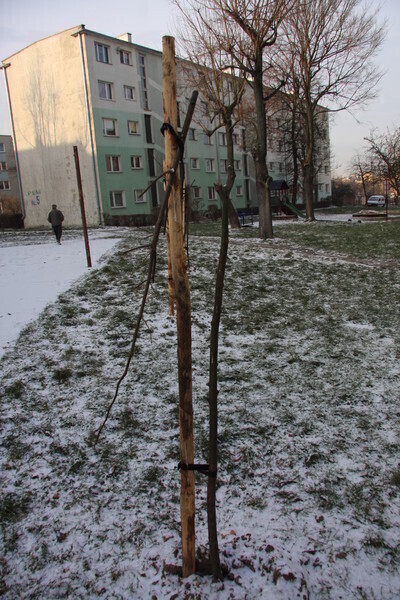 Zdjęcie 3: Komu nie podobały się drzewka?