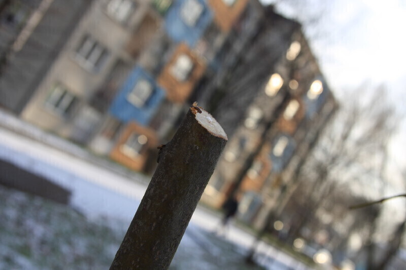 Zdjęcie 5: Komu nie podobały się drzewka?