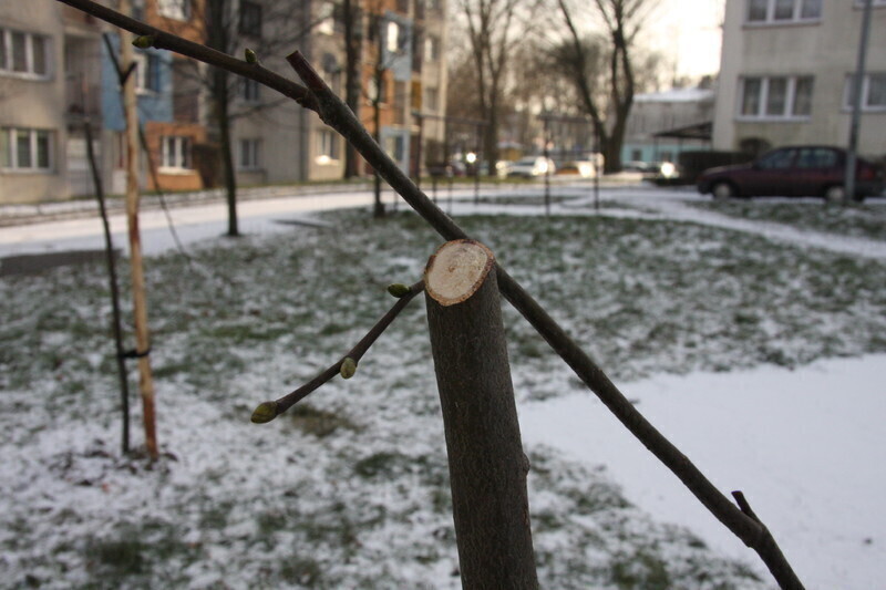 Zdjęcie 6: Komu nie podobały się drzewka?